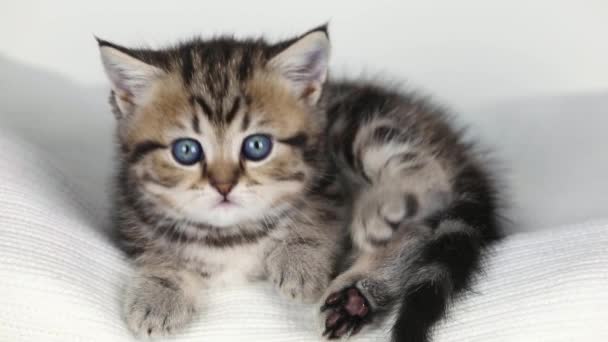 Close Small Brown Kitten Blue Eyes Looks — Vídeo de stock