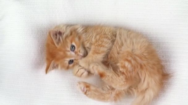 Mały Pomarańczowy Kotek Leży Plecach Top Widok — Wideo stockowe
