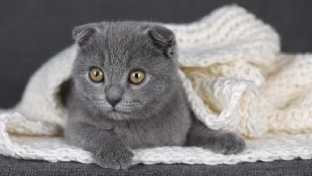 Graues Kätzchen Schottische Falte Liegt Einem Weißen Strickschal Sieht Sich — Stockvideo