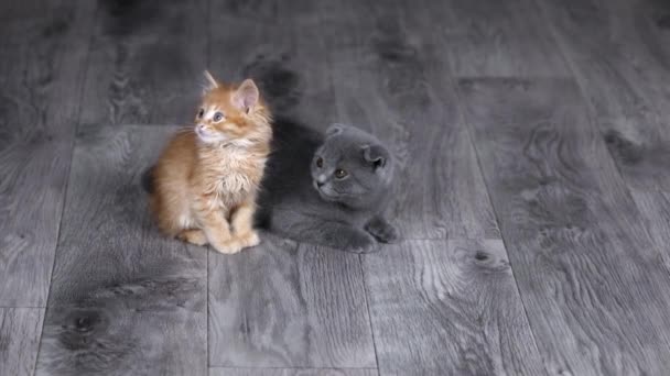 Two Kittens Gray Orange Sit Floor Look Away — Stockvideo