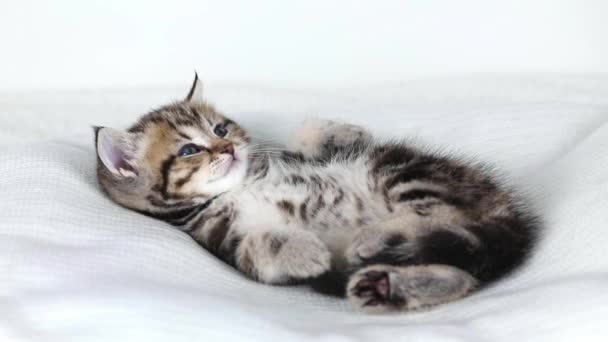 Small Brown Kitten Scottish Straight Lies Sleepy His Back — Stock Video