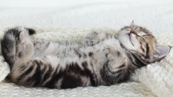 Little Brown Kitten Sleeping Back White Background — Stockvideo