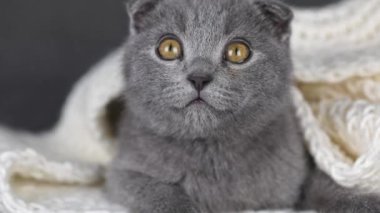 Gri kedi yavrusu İskoç katını kapat. Dümdüz ve yana bak.