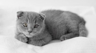 Gri İskoç kedi yavrusu arka planda yatıyor. Etrafa bakıyor.