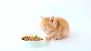 Küçük bir turuncu kedi yavrusu hafif bir arka planda yemek kasesinin yanında oturur.