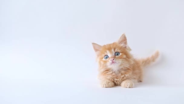 Small Orange Kitten Light Background Lies Looking Straight — Stockvideo