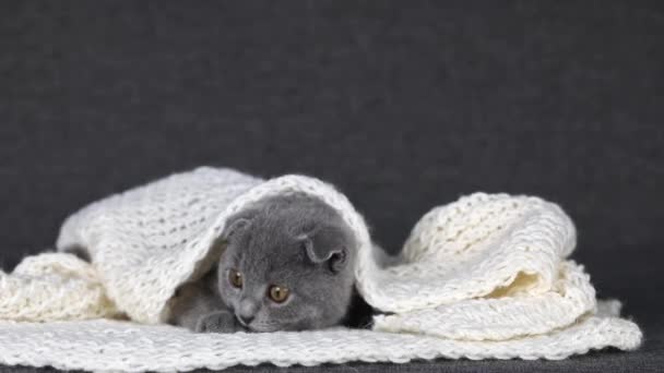 Gray Kitten Scottish Fold Lies White Knitted Scarf Looks — Stockvideo