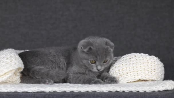 Gray Kitten Scottish Fold Lies White Knitted Scarf — Stockvideo