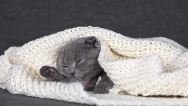 Gray Kitten Scottish Fold Lies White Knitted Scarf Licks Its — Stockvideo