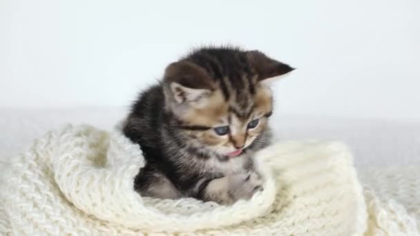 Small Brown Kitten Light Background Gnaws White Scarf — Stockvideo