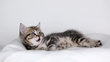 Küçük kahverengi bir kedi yavrusu açık arkaplanda uzanıyor ve dudaklarını yalıyor.