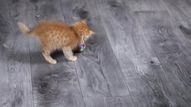 turuncu küçük kedi yavrusu topla oynuyor.