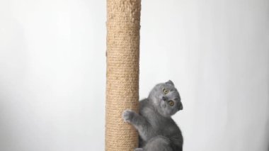 Gri kedi yavrusu İskoç katları bir tırmalama direğine oturur.