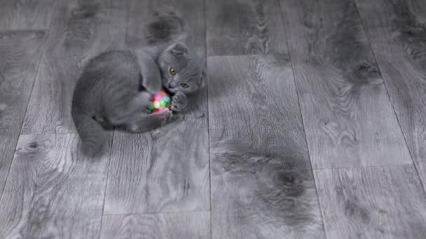 Gray Kitten Scottish Fold Plays Ball Floor — Stockvideo