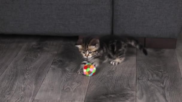 Little Brown Kitten Playing Ball Floor — Video Stock