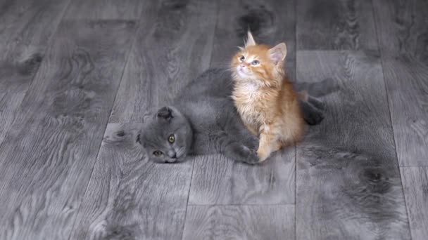 Дві Кошенята Сірого Помаранчевого Сидять Підлозі — стокове відео