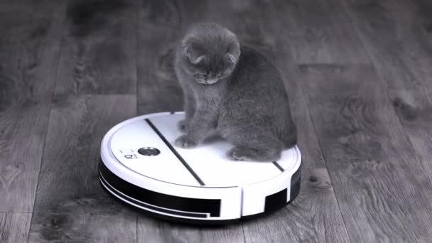 Gray Kitten Scottish Fold Rides Robot Vacuum Cleaner — Video Stock