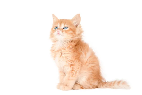 Gatinho Laranja Pouco Senta Olha Para Longe Isolado — Fotografia de Stock