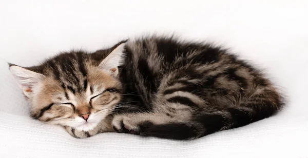 Little Brown Kitten Sleeps Light Background — Stock Photo, Image