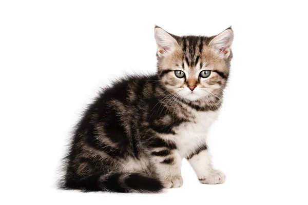 Mały Brązowy Kotek Szkocki Tak Siedzi Patrząc Prosto Odizolowany — Zdjęcie stockowe