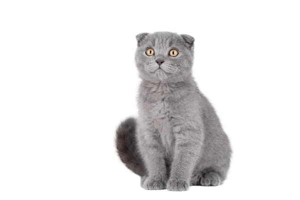 Gray Kitten Scottish Fold Sitting Looking Away Isolated Royaltyfria Stockfoton