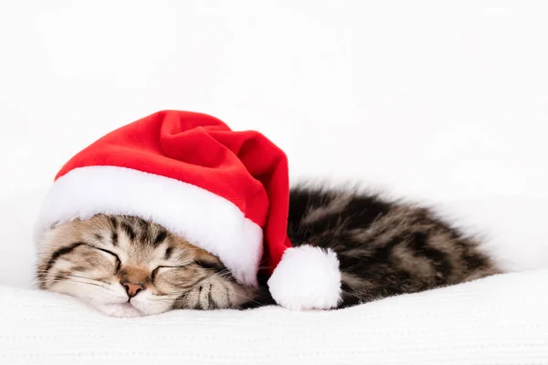 Small Brown Kitten Red Santa Claus Hat Sleeps Light Background Stockbild