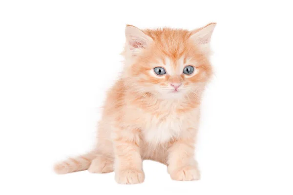 Gatinho Laranja Com Olhos Grisalhos Isolados — Fotografia de Stock