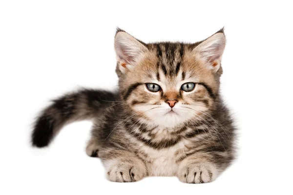 Brown Kitten Scottish Straight Isolated — Zdjęcie stockowe