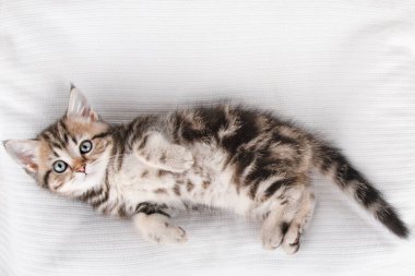 Kahverengi kedicik İskoç düz gri arka planda yatıyor