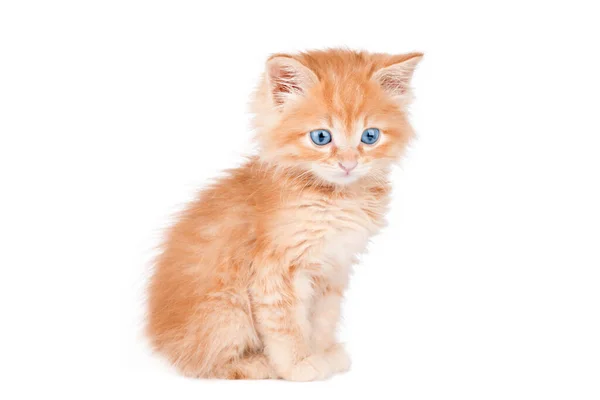 Gatinho Laranja Com Olhos Azuis Isolados — Fotografia de Stock