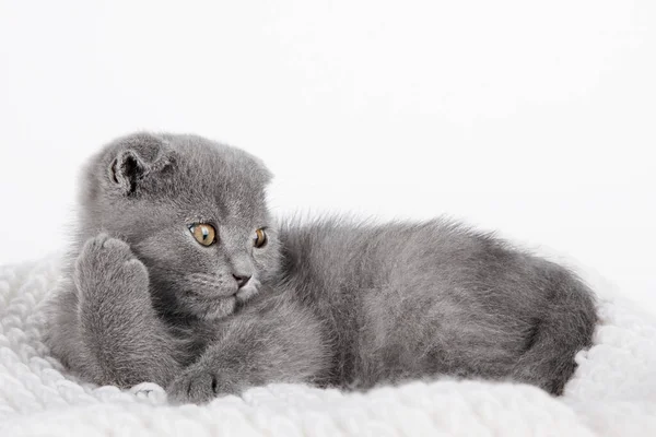 Gray Kitten Scottish Fold Lies Gray Background — Stockfoto