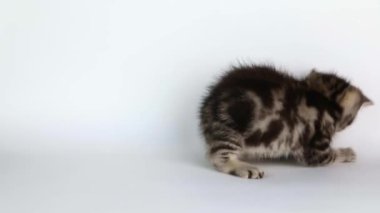 Küçük kahverengi bir kedi yavrusu kuyruğuyla açık arkaplanda oynar.