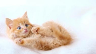 orange kitten lies on a light background