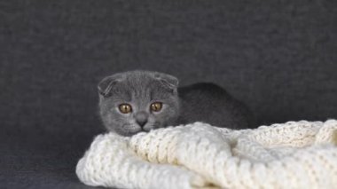 Gri kedicik İskoç katları oturur ve etrafına bakar.