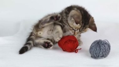 Açık arkaplanda örgü örmek için iplik yumağıyla oynayan küçük kahverengi bir kedi yavrusu.