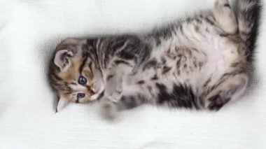 a small brown kitten lies on its back and waves its paws