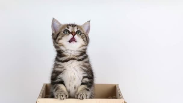 Brown Little Kitten Sits Wooden Box Licks His Lips — Stockvideo