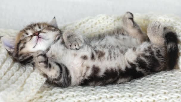 Little Brown Kitten Sleeps His Back White Knitted Scarf — Stock Video