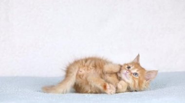 a small orange kitten lies on a light background