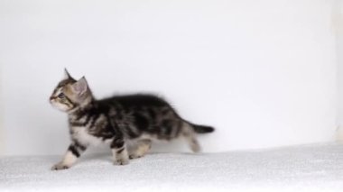 little tabby brown kitten looks up and licks his lips
