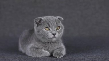 gray kitten scottish fold lies looking around