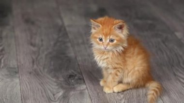 a small orange kitten sits on a gray floor and looks around