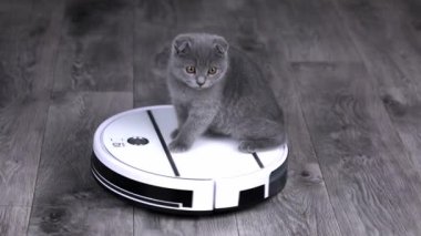 Gri kedi yavrusu İskoç, beyaz robot elektrikli süpürgeye biniyor.