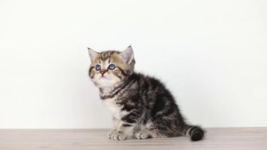 little brown tabby kitten sitting looking around