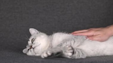 female hand stroking a gray cat