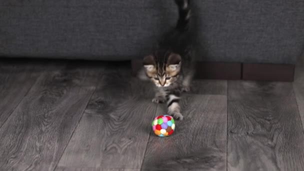 Mały Brązowy Kotek Bawiący Się Piłką Podłodze — Wideo stockowe