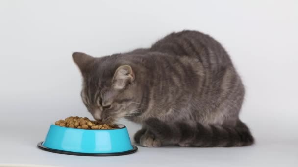 Gray Striped Cat Eats Food Blue Bowl Light Background — Wideo stockowe