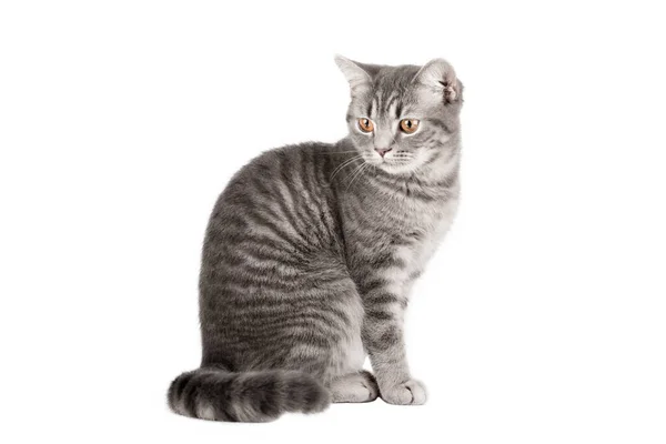 Gray Striped Cat Yellow Eyes Sits Stands Side Isolated — Φωτογραφία Αρχείου