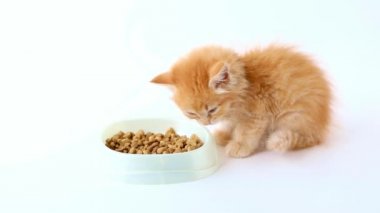 a small orange kitten eats dry food from a bowl on a light background