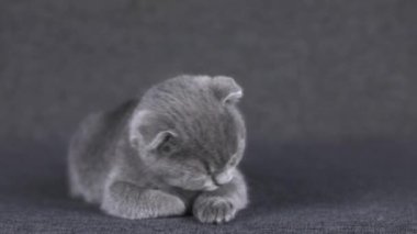 gray kitten scottish fold licks paw